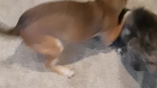 Chihuahua vs. Cat