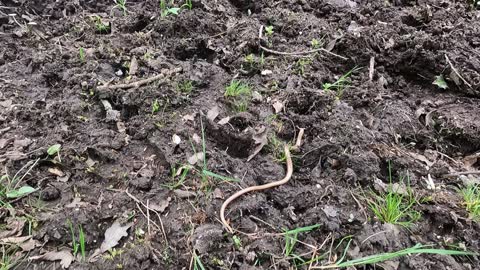 Small snake. Slow worm.