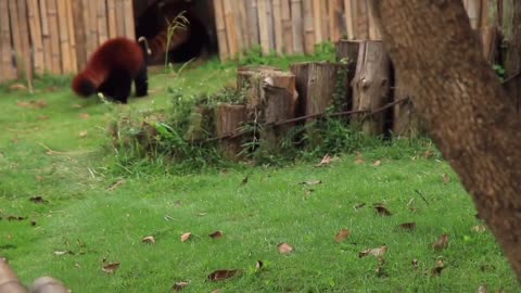 The raccoon is very happy every day