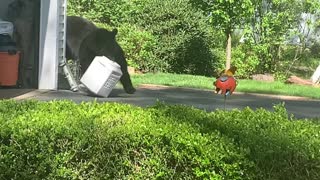 Hungry Bears Make Off With Bird Seed