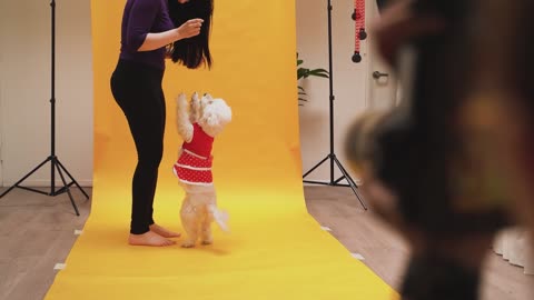 A Dog having Photoshoot at the Studio