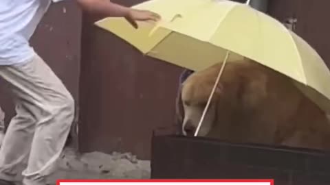 Little Boy Gives Dog Shelter From Rain 🥺