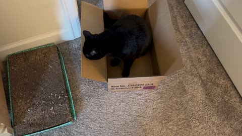 Cute Precious Piper Has An Unusual Unboxing Video - Adopting a Cat from a Shelter Vlog