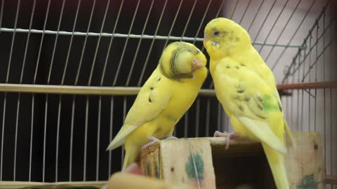 Close-Up Video Of Yellow Birds Being Romantic To Each Other