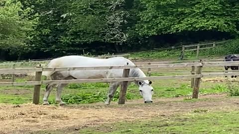 Playful Horse Nabs Fly Mask