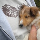 SheltieMom0122