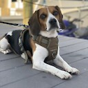 Rokothebeagle