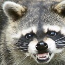 MeanRaccoon