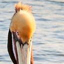 VocalPelican