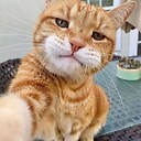 cutecatlovers