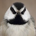 TickedChickadee