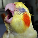 Crankycockatiel