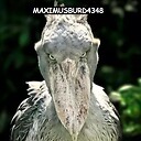 maximusburd4348