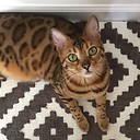 blackbottoms_bengal