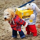 DogsInCostumes