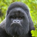 GorillaKingNo1