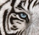 whitetiger00