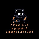 FunniestAnimalCompilations