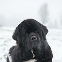 nottabearnewfoundlands