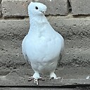 Pigeondog