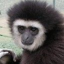 CommentingGibbon