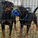 TxRottweilers