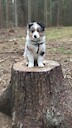 ppoppoaussieshepherd