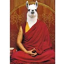 TheDailyLlama