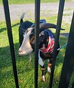 Tugmcgoats