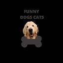 FUNNYDOGSCATSVIDEOS