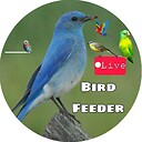 BirdfeederLive