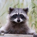 TrashPanda843