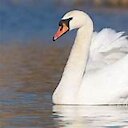 SwanPower