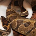 ballpythontx