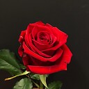 RedRose100