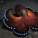 GlowingOctopus