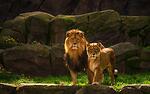 Lions & Lionesses for The Kingdom