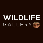 Wildlife Gallery