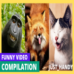 Animal Compilations