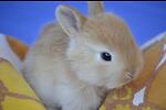 Cute Rabbit