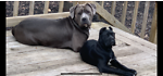 Cane Corso Channel