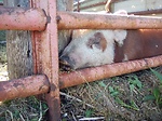 Pastured Pigs