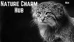 Nature Charm Hub