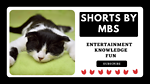 Short videos by MBS