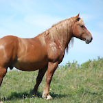 Horses Foothills.