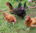 Care Feeding General Info on Raising Home Chickens