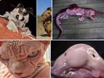 Bizarre Animals