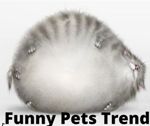 Funny Pets Trend