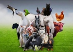 I a'm also Animal's funny videos shooter