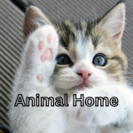 Animal Home